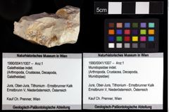 Foto (Objket + Etiketten) von Munidopsidae indet. 